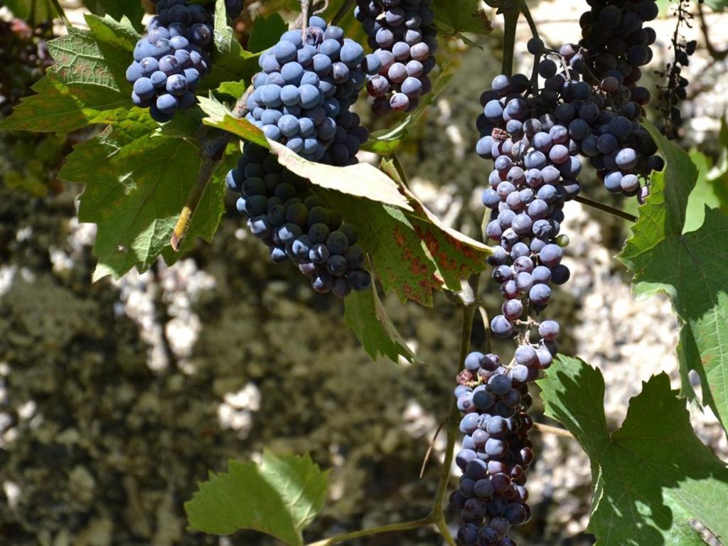 La Deviniere Donzère Quarto foto
